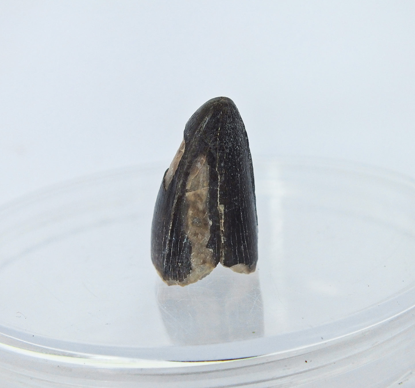 0.9" Alligator Tooth Fossil