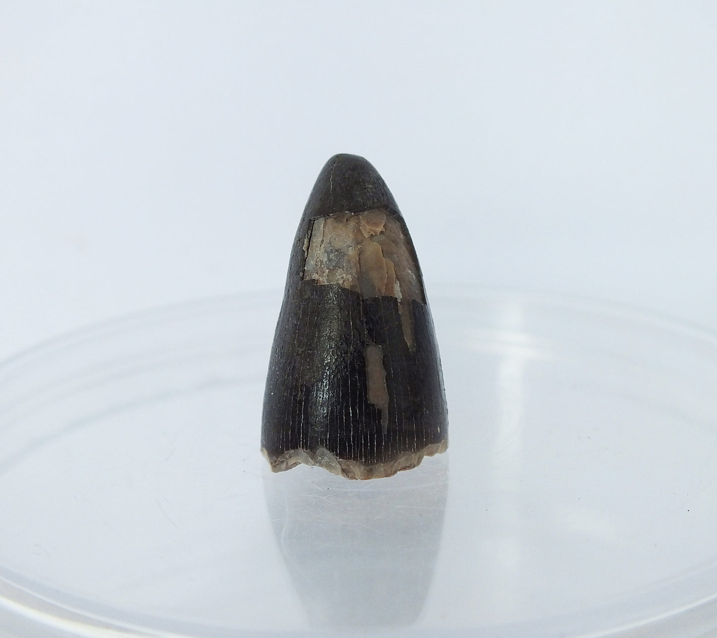 0.9" Alligator Tooth Fossil