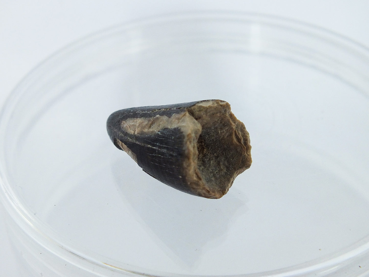 0.9" Alligator Tooth Fossil