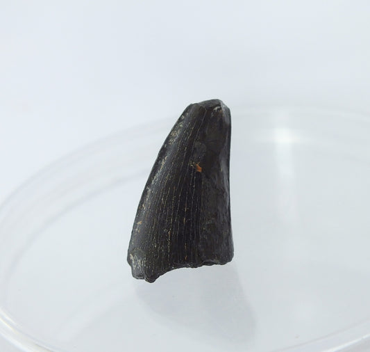 1.0" Alligator Tooth Fossil