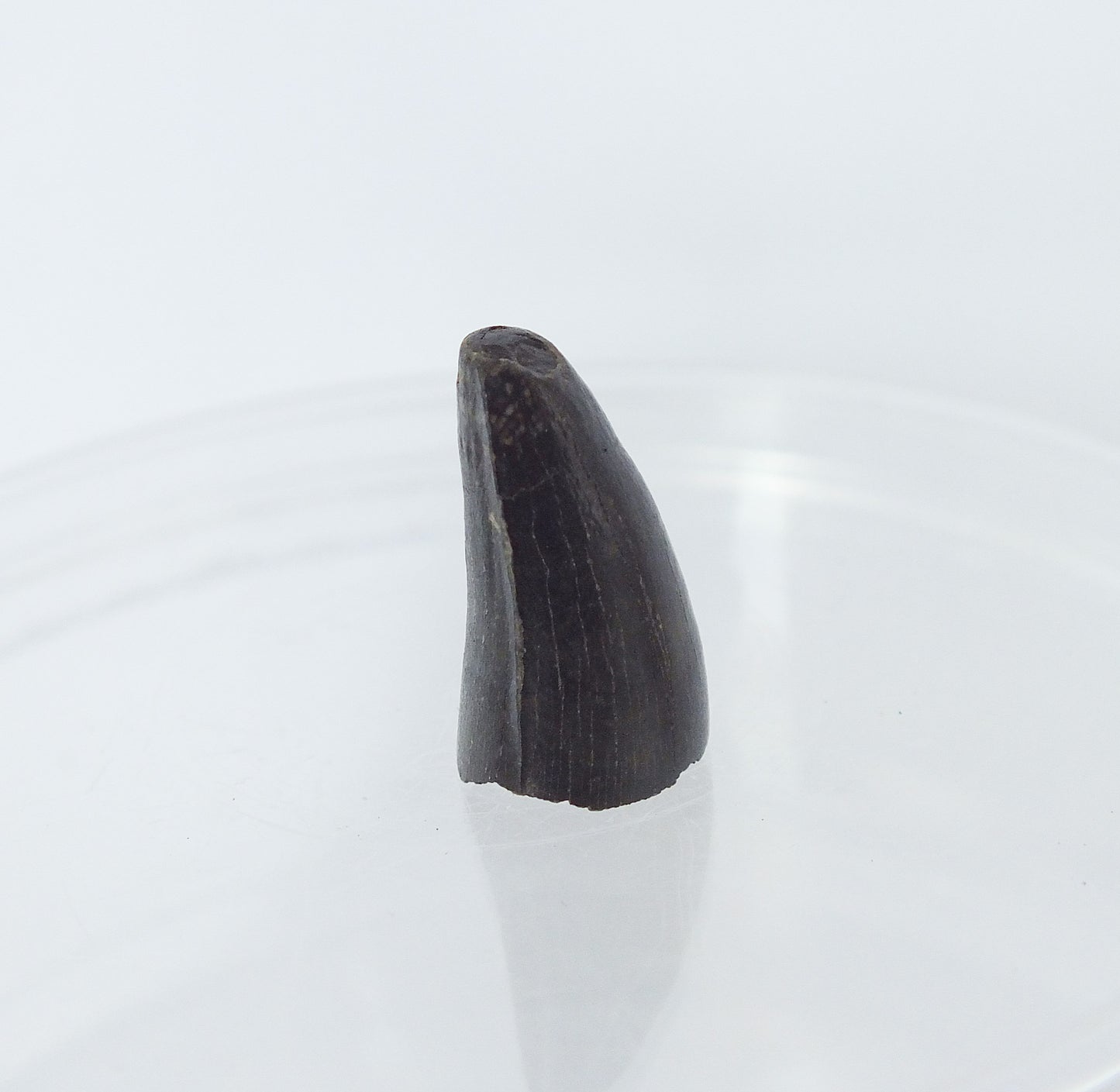 0.75" Alligator Tooth Fossil