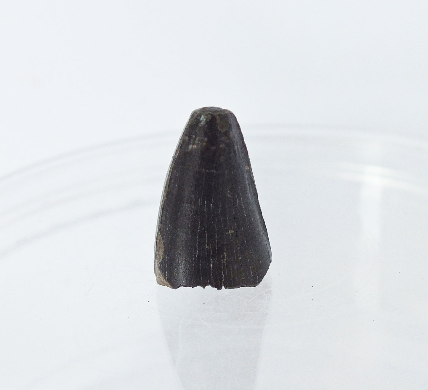 0.75" Alligator Tooth Fossil