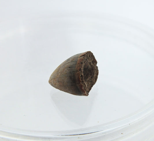 0.5" Alligator Tooth Fossil