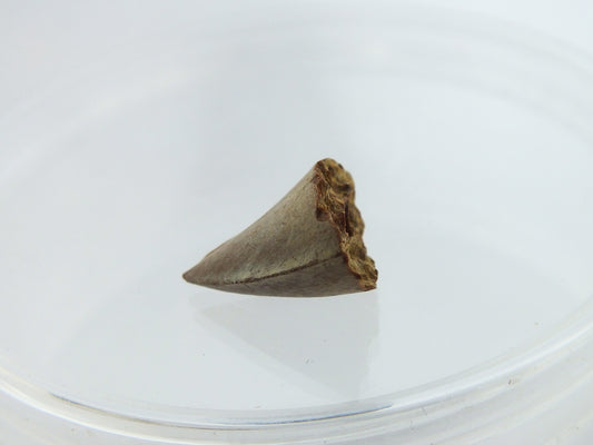 0.6" Alligator Tooth Fossil