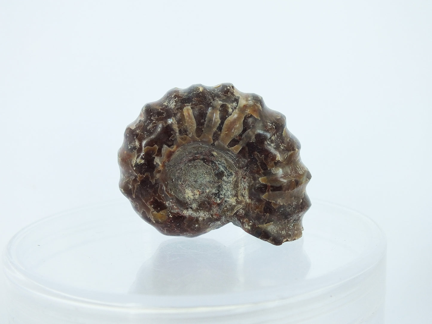 1.25" Ammonite