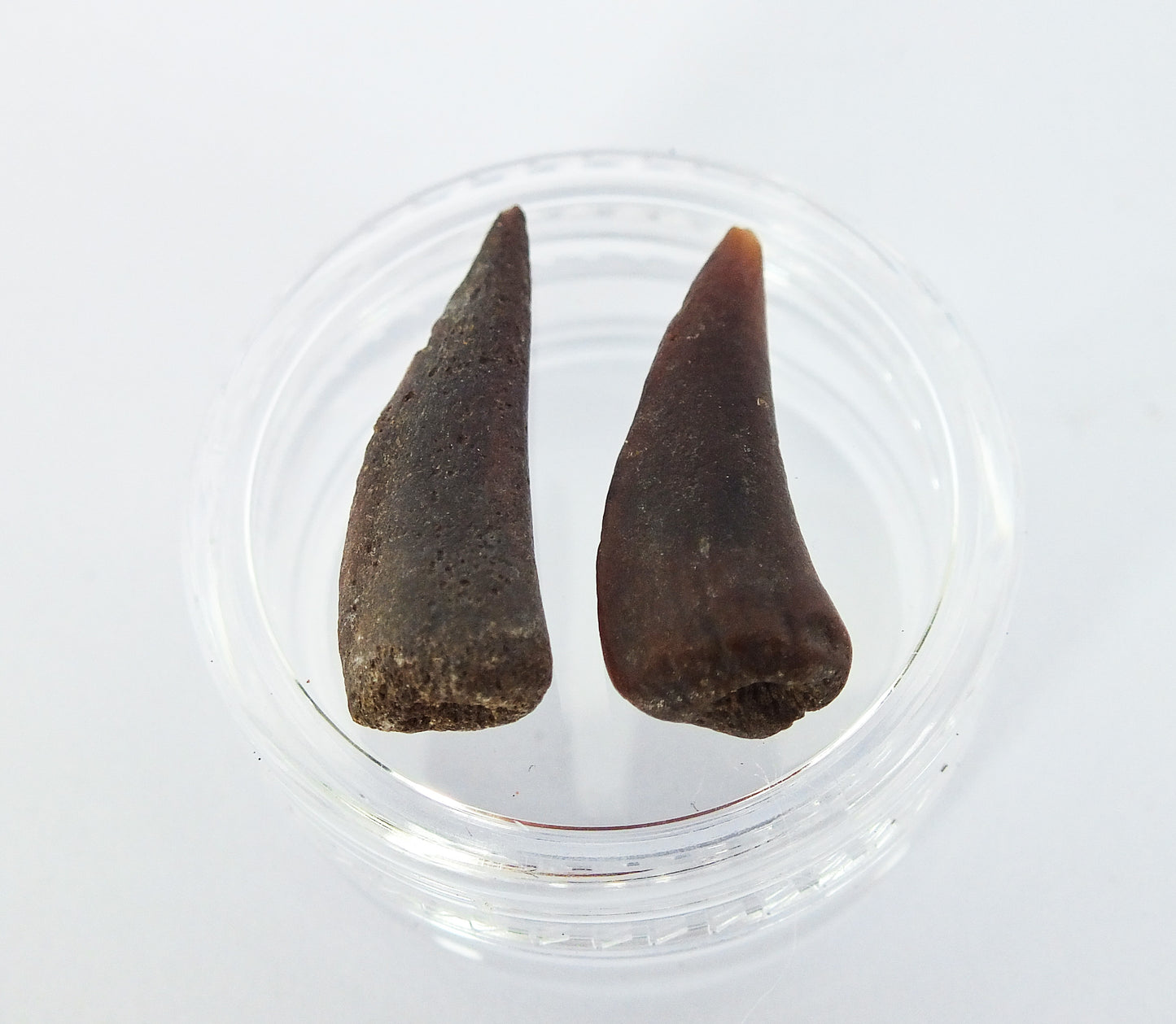 1.0" Barracuda Teeth Fossil Pair