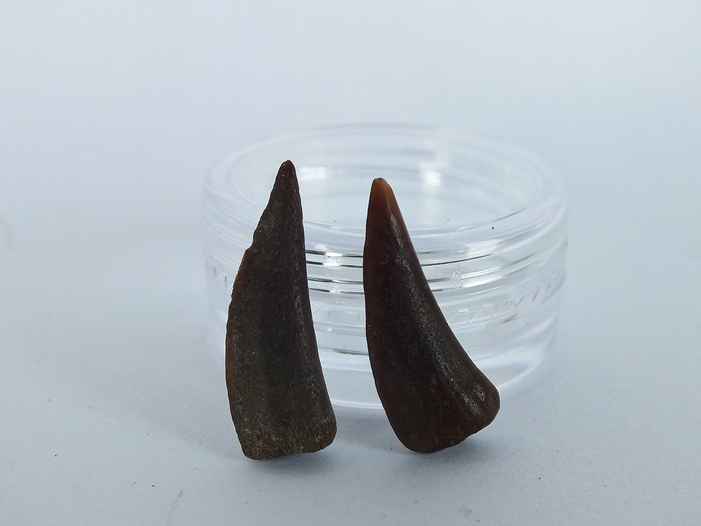 1.0" Barracuda Teeth Fossil Pair