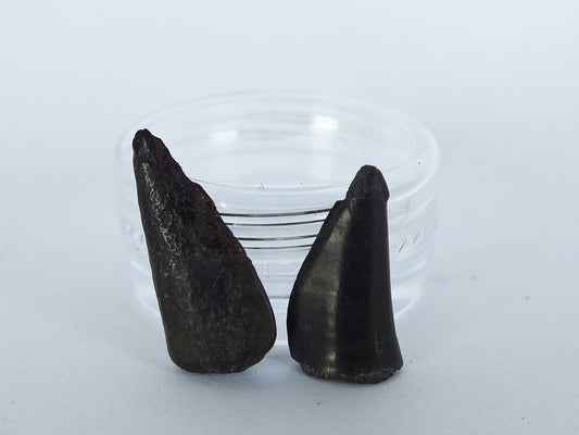 0.75" Barracuda Teeth Fossil Pair