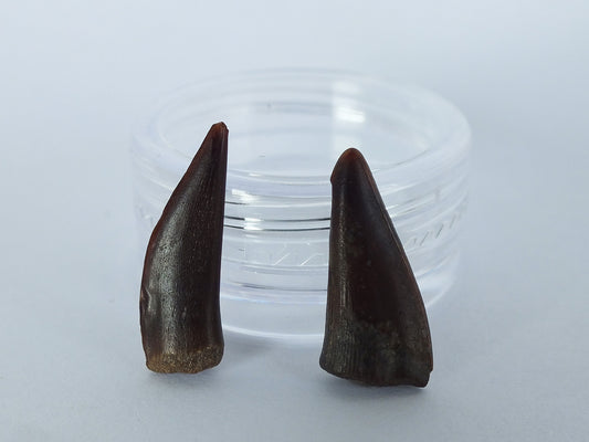 0.75" Barracuda Teeth Fossil Pair