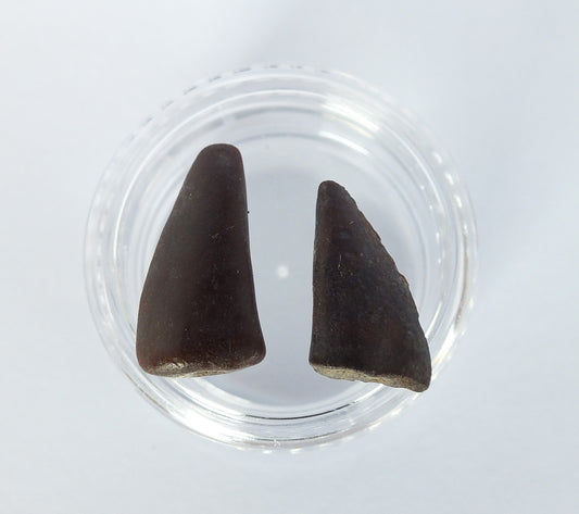 0.75" Barracuda Teeth Fossil Pair