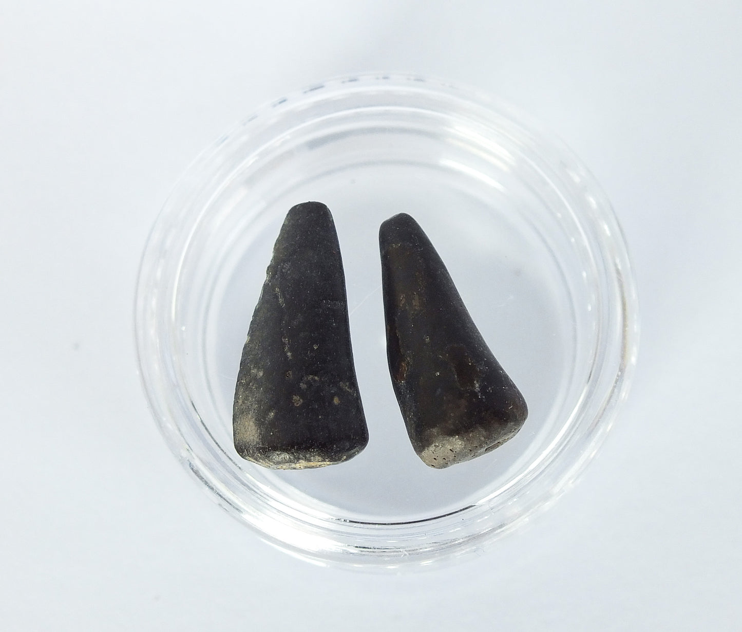 0.7" Barracuda Teeth Fossil Pair