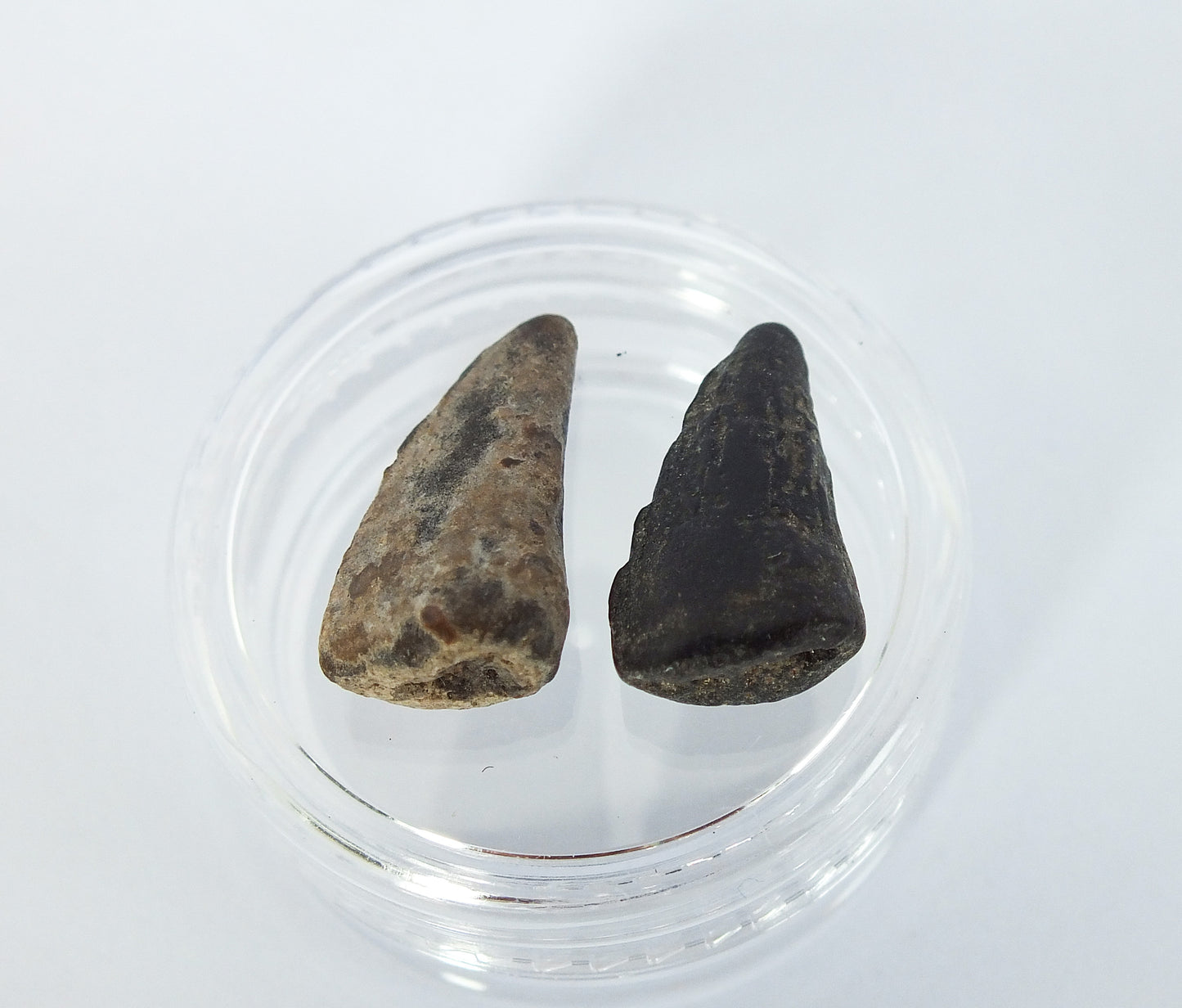 0.7" Barracuda Teeth Fossil Pair