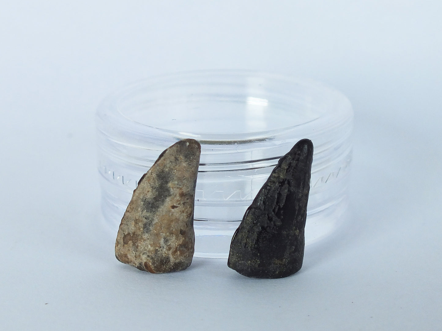 0.7" Barracuda Teeth Fossil Pair