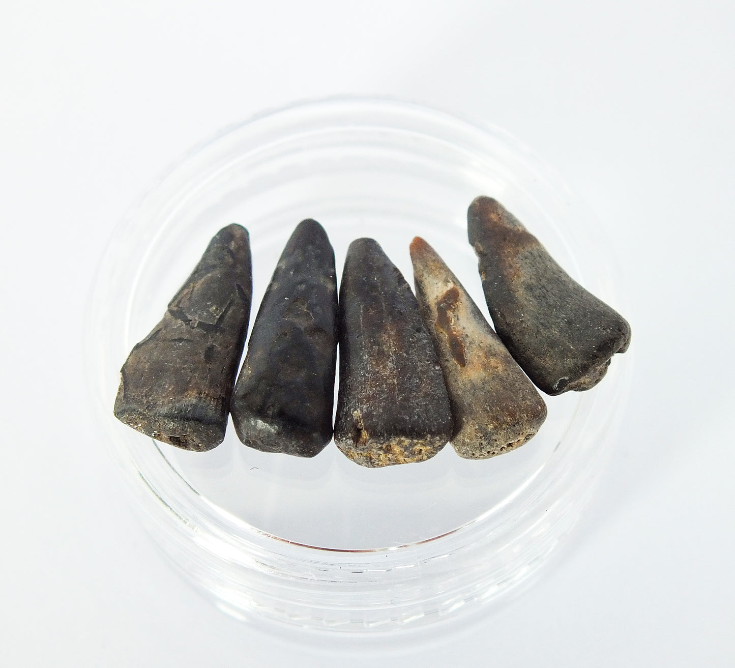 Bundle of 5 0.5" Barracuda Teeth Fossils