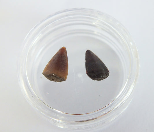 0.4" Barracuda Teeth Fossil Pair