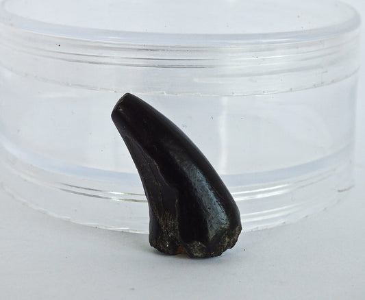 1.25" Crocodile Tooth Fossil