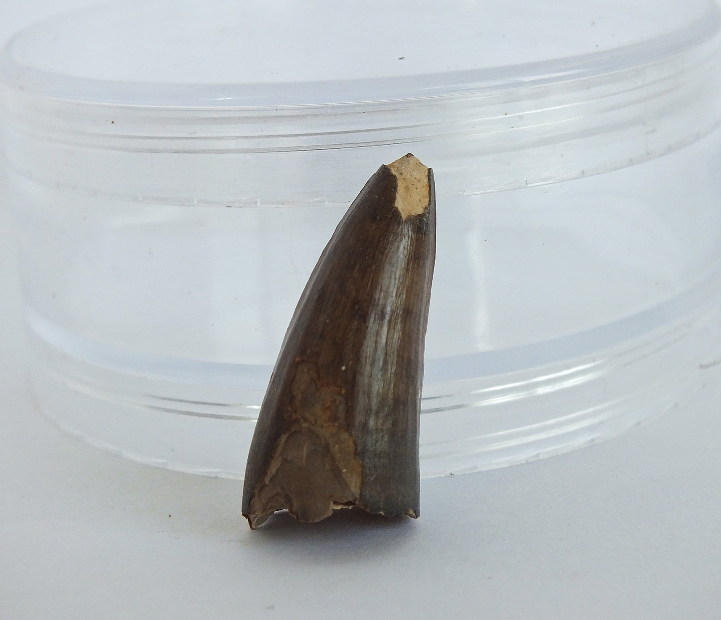 1.15" Crocodile Tooth Fossil