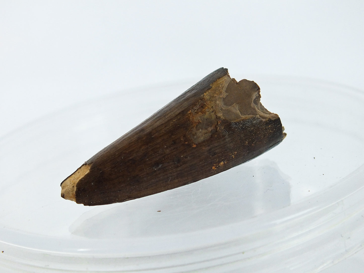 1.15" Crocodile Tooth Fossil