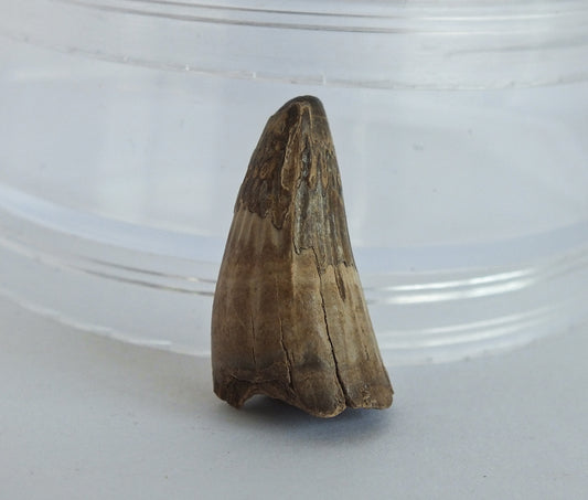 0.9" Crocodile Tooth Fossil