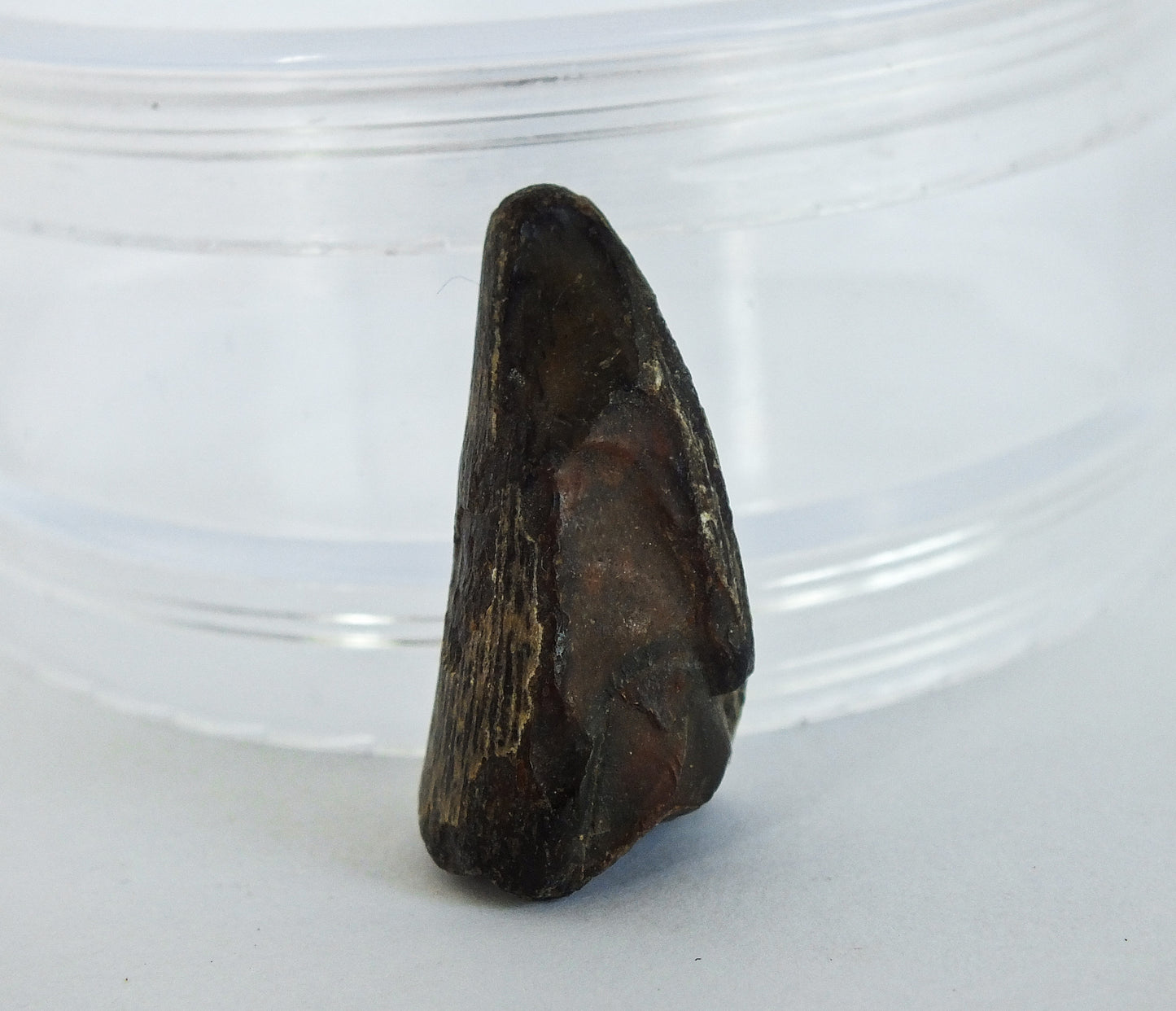 1.25" Crocodile Tooth Fossil