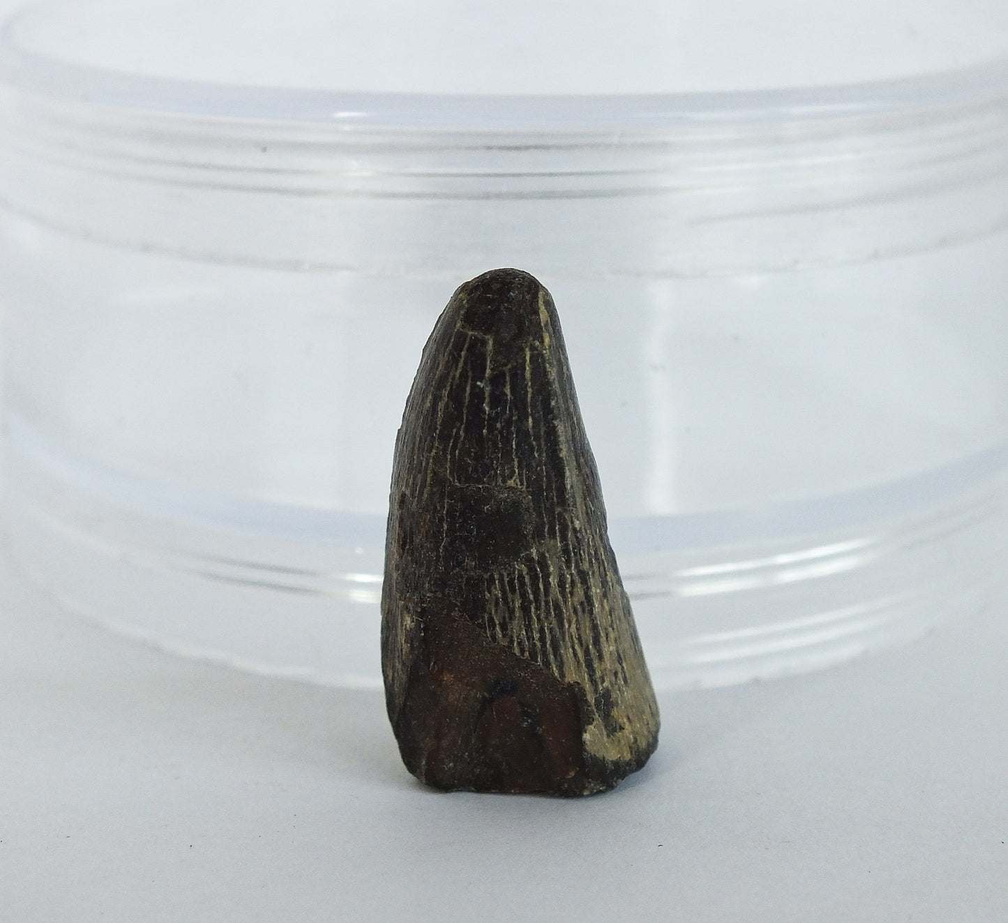 1.25" Crocodile Tooth Fossil