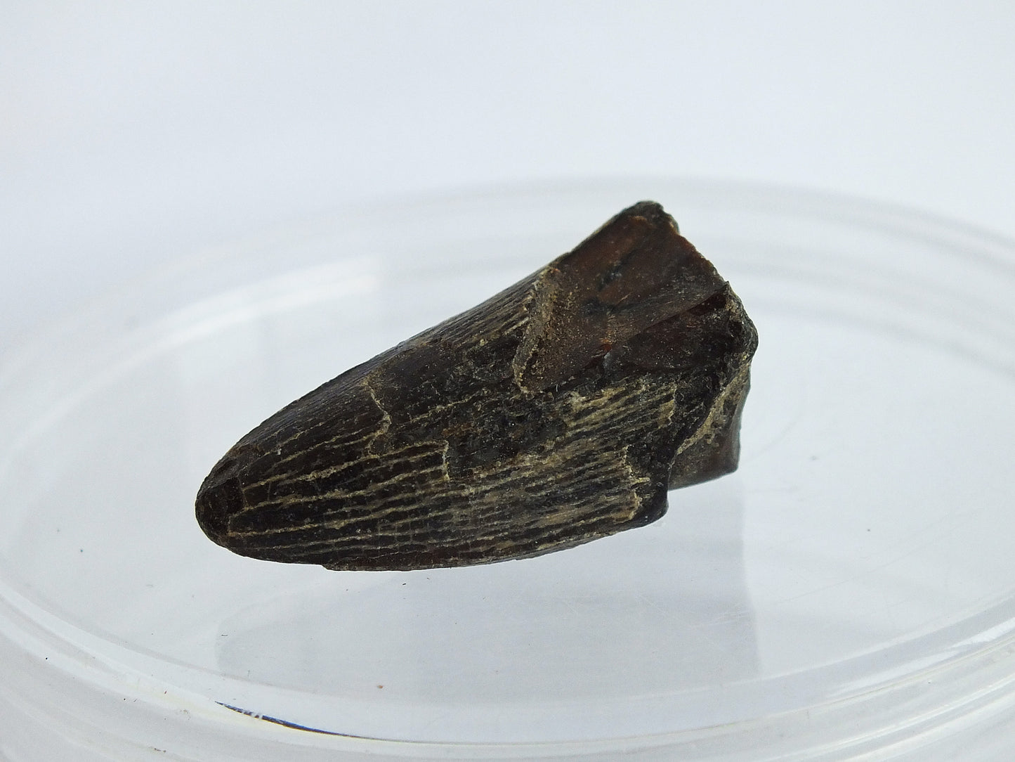 1.25" Crocodile Tooth Fossil