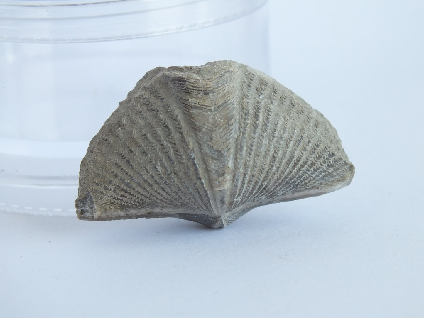 100 Brachiopod Fossil Bundle