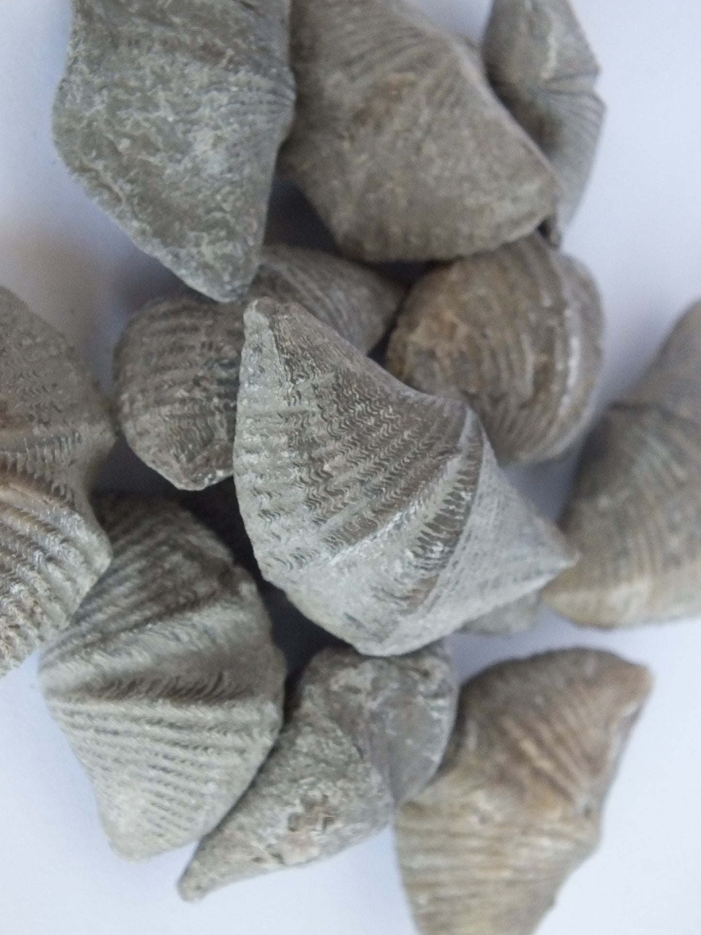 100 Brachiopod Fossil Bundle