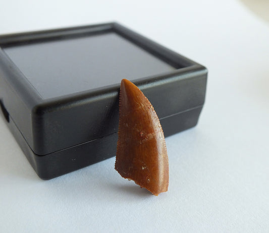 1.0" Dromaeosaurus Raptor Tooth