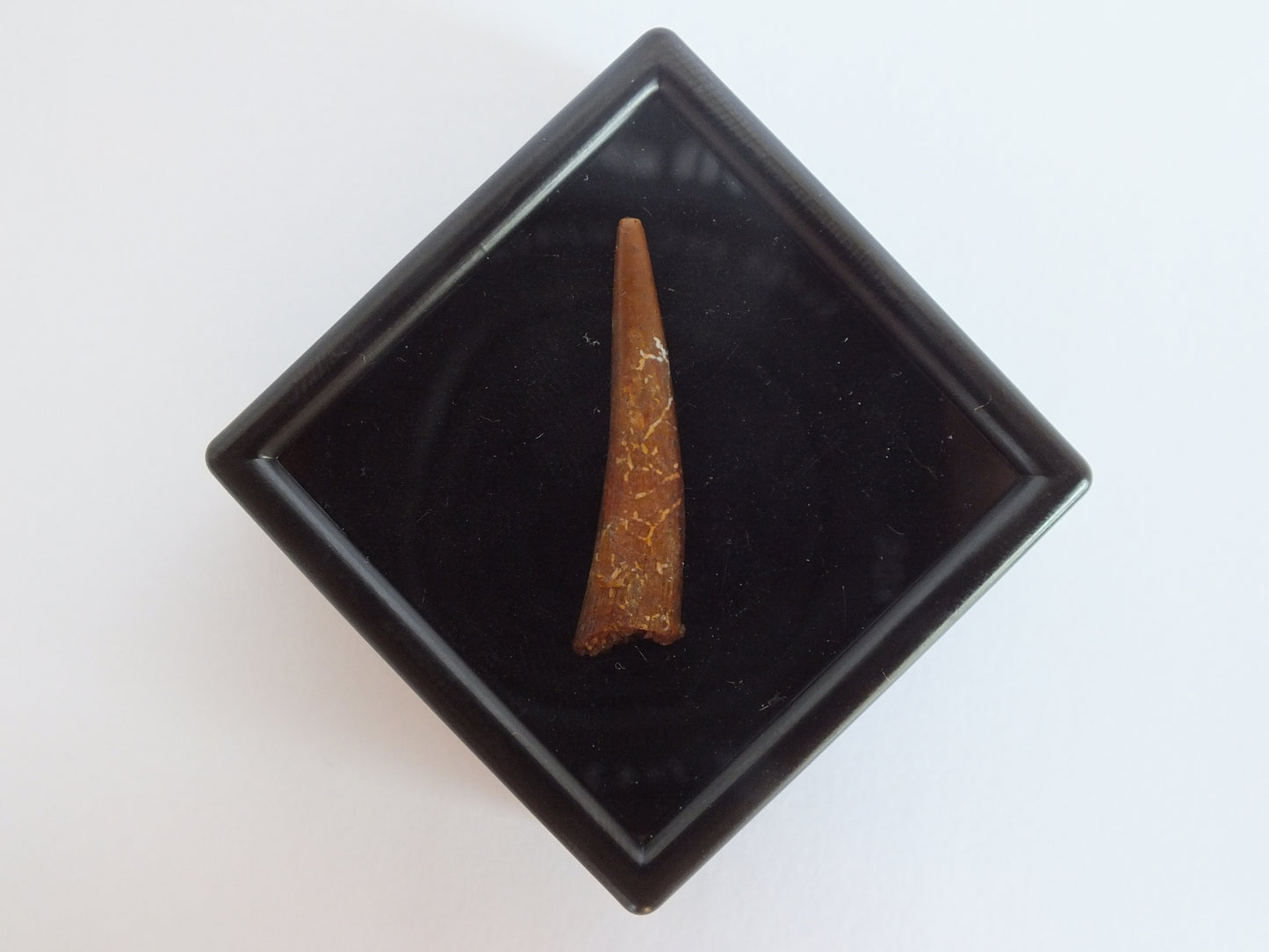 1.2" Pterosaur Tooth (Morocco)