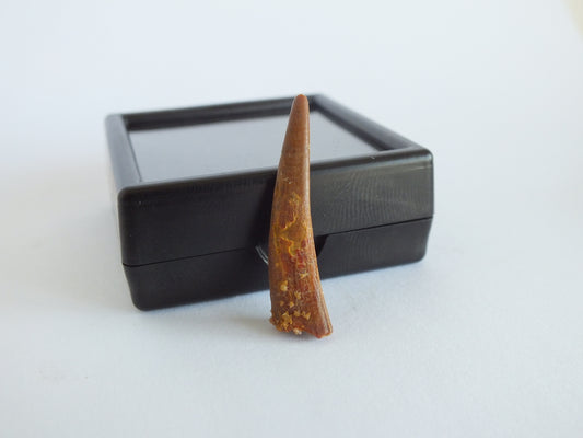 1.2" Pterosaur Tooth (Morocco)