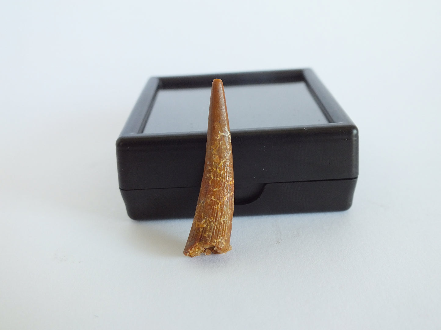 1.2" Pterosaur Tooth (Morocco)