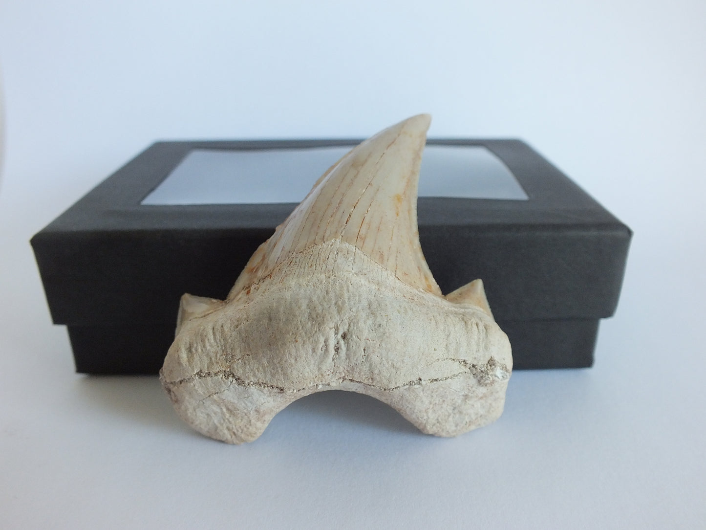 2.4" Otodus Obliquus Tooth