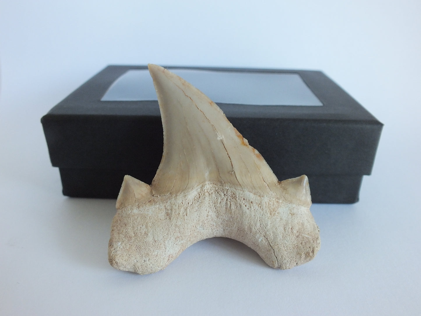 2.4" Otodus Obliquus Tooth