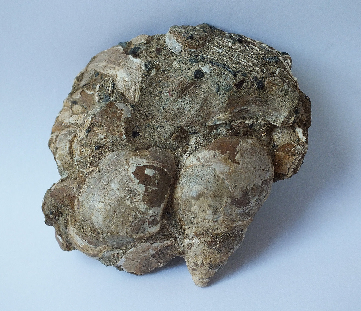 2.5" Snail Shell Cluster Fossil