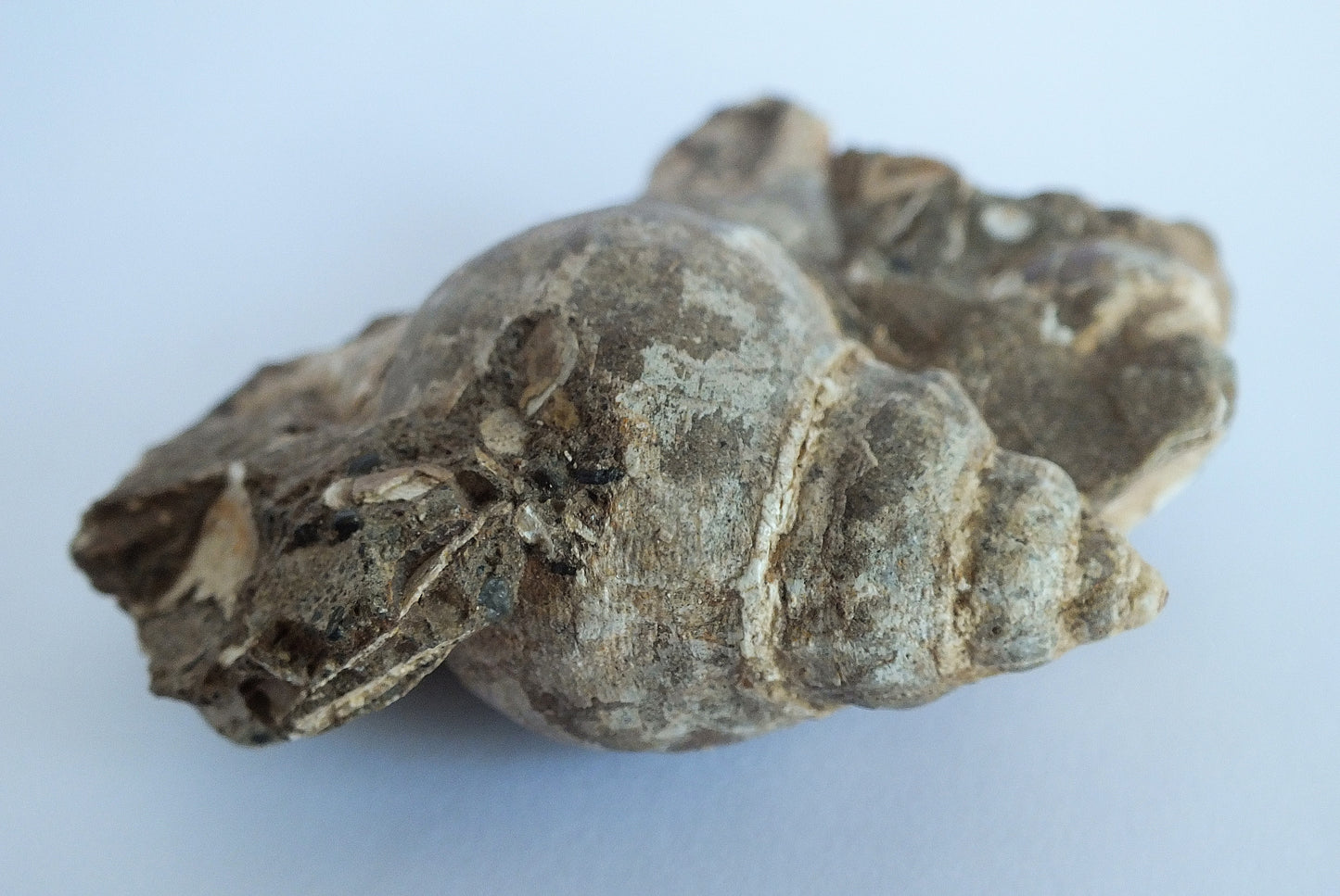 2.5" Snail Shell Cluster Fossil