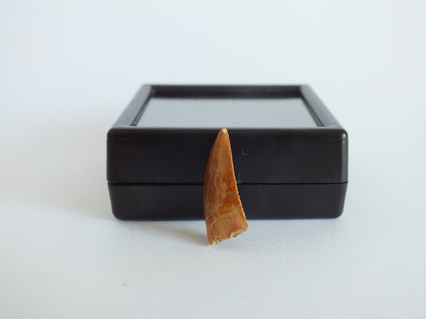 0.75" Dromaeosaurus Raptor Tooth