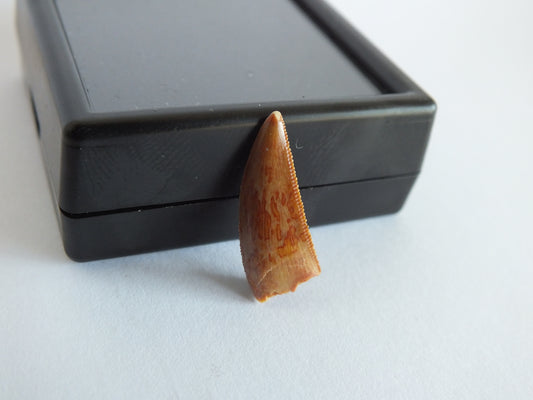 0.75" Dromaeosaurus Raptor Tooth