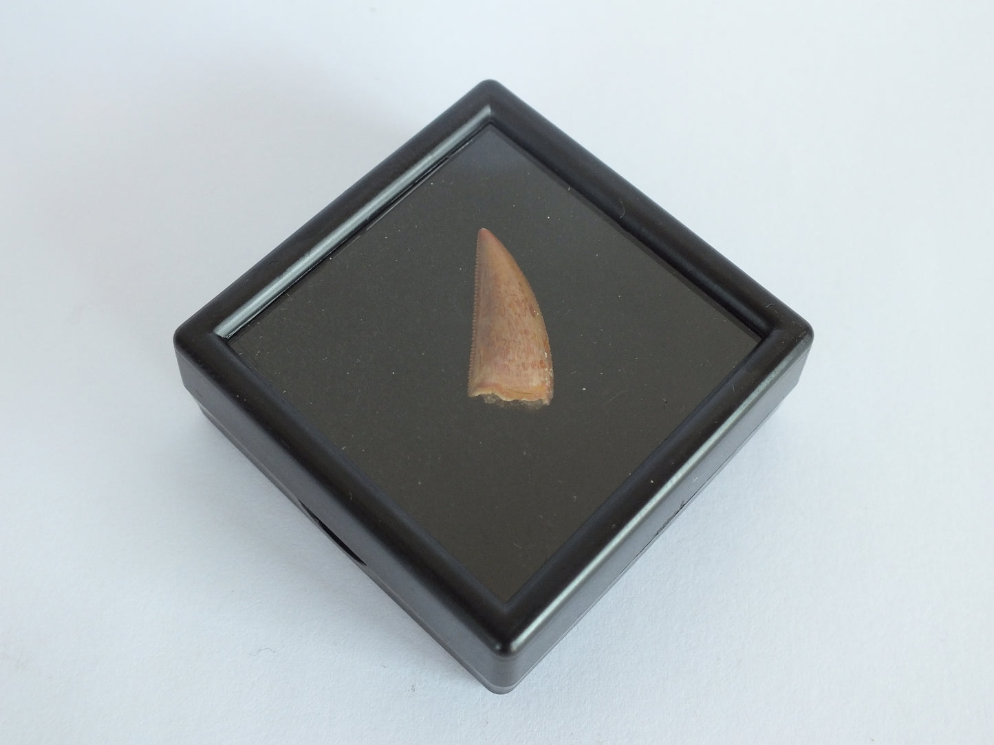 0.75" Dromaeosaurus Raptor Tooth