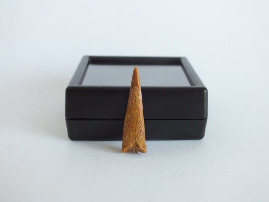 1.0" Pterosaur Tooth (Morocco)