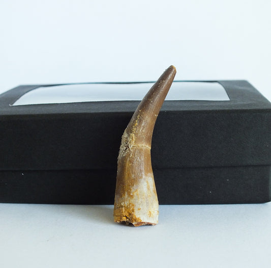 1.75" Plesiosaurus Tooth