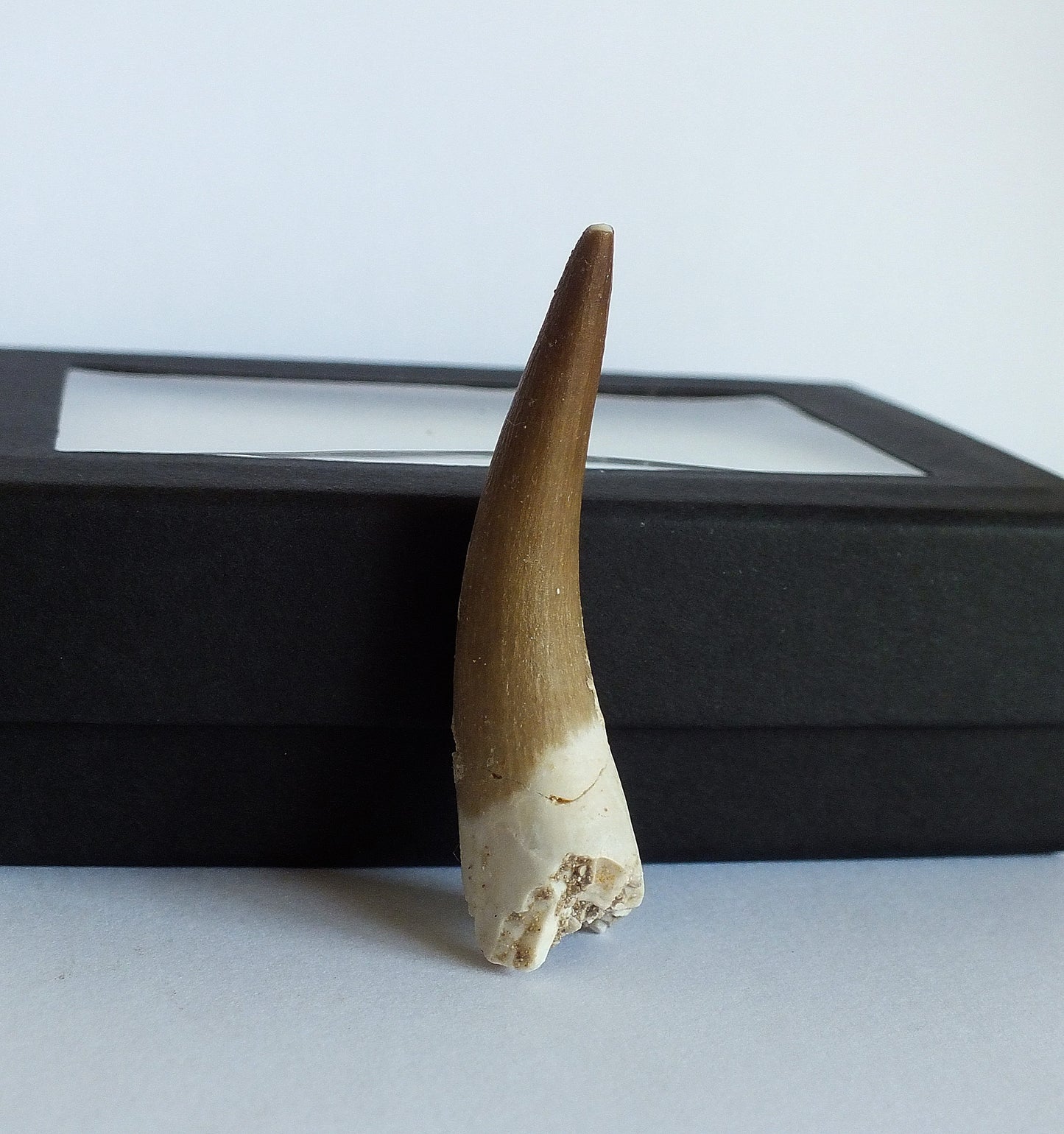 2.0" Plesiosaurus Tooth