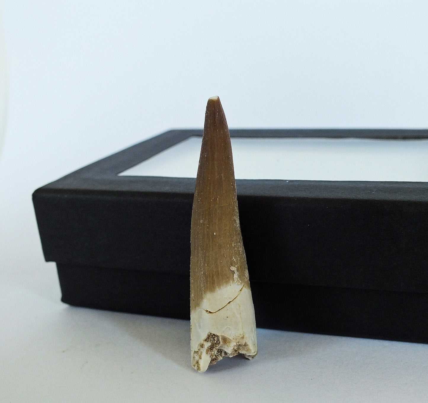 2.0" Plesiosaurus Tooth