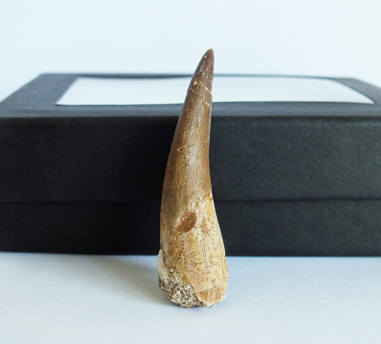 1.85" Plesiosaurus Tooth