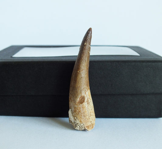 1.85" Plesiosaurus Tooth