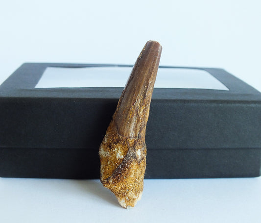 2.0" Spinosaurus Tooth