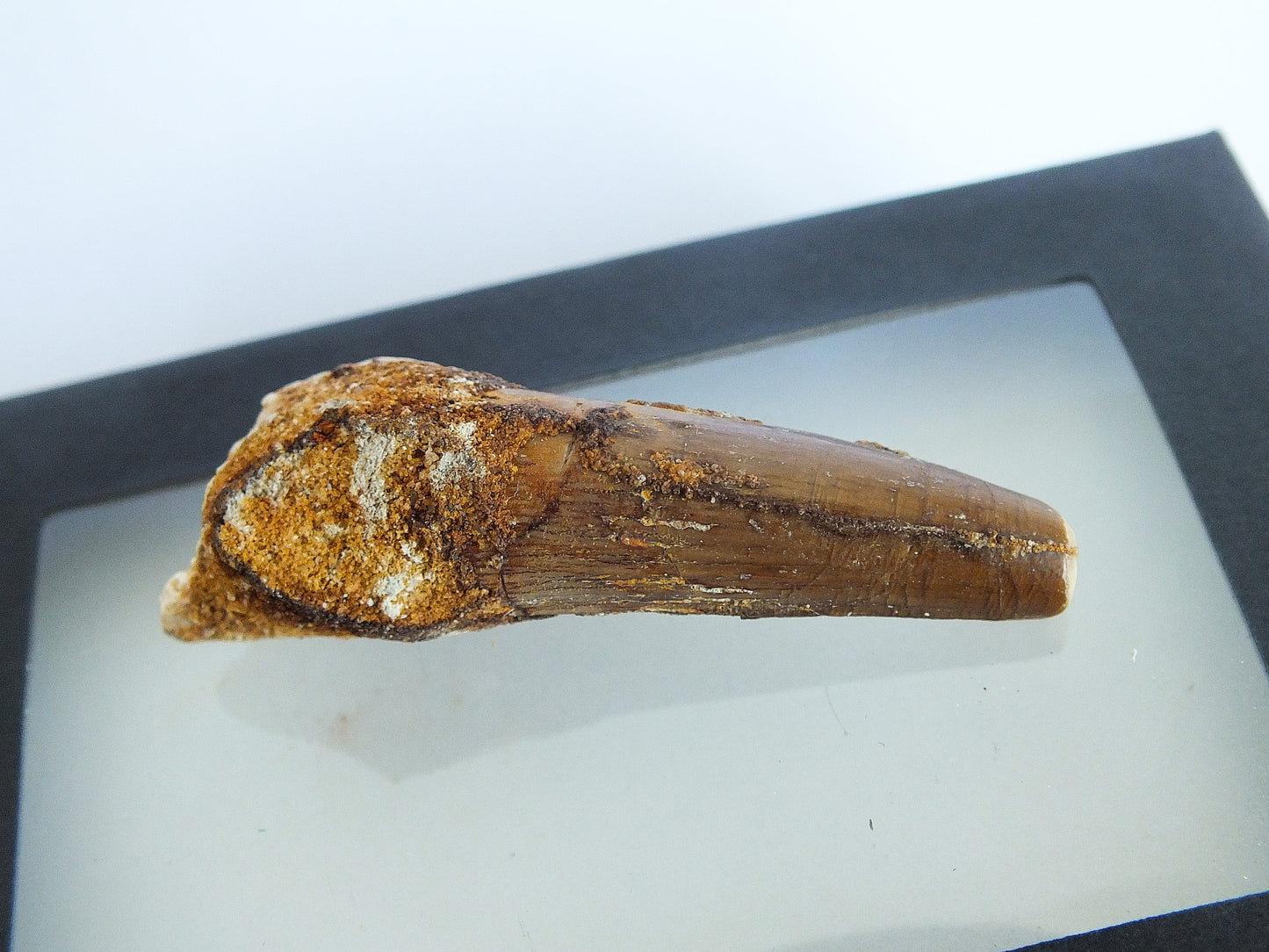 2.0" Spinosaurus Tooth