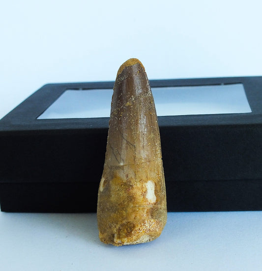 2.0" Spinosaurus Tooth