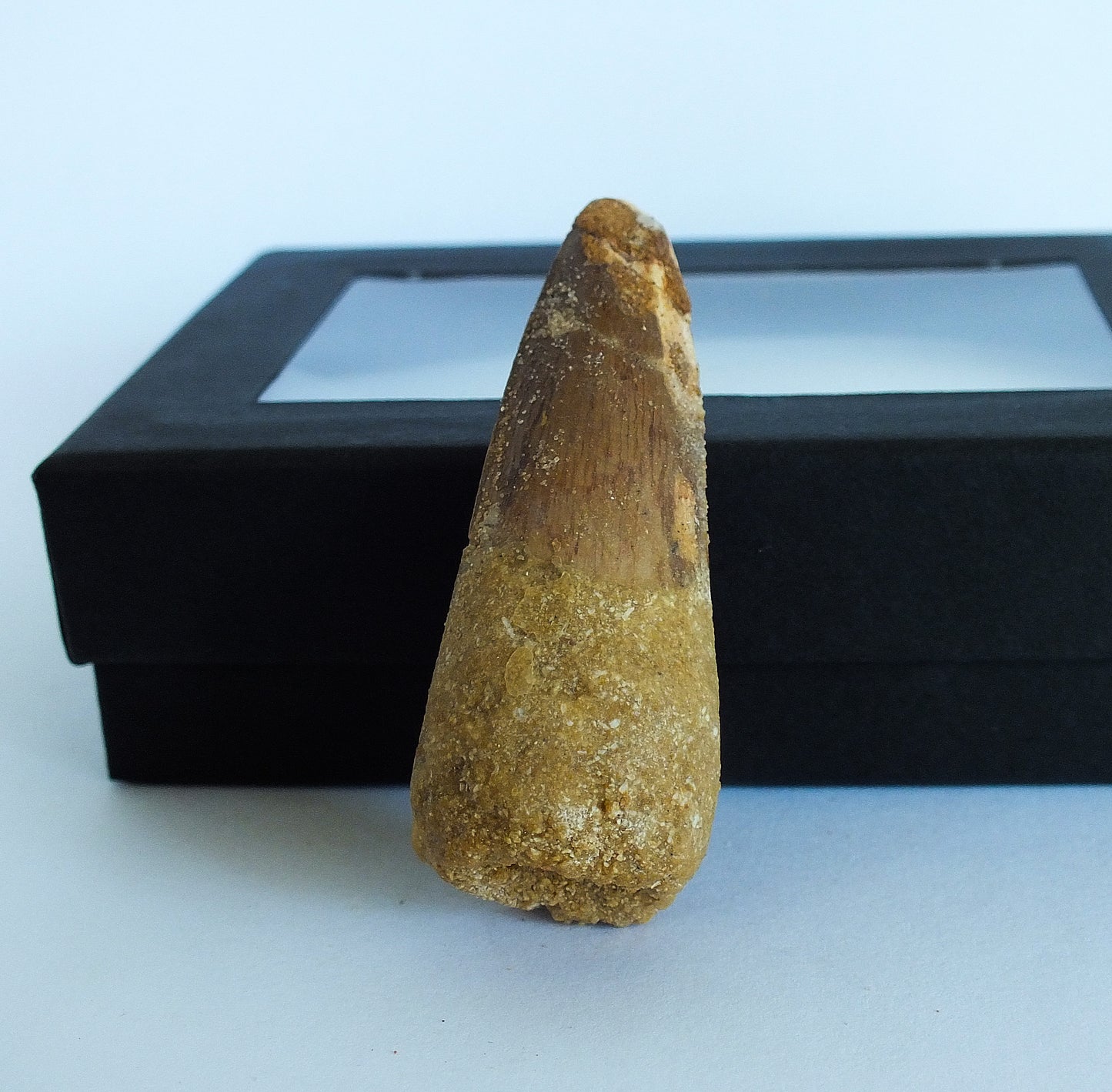 2.0" Spinosaurus Tooth