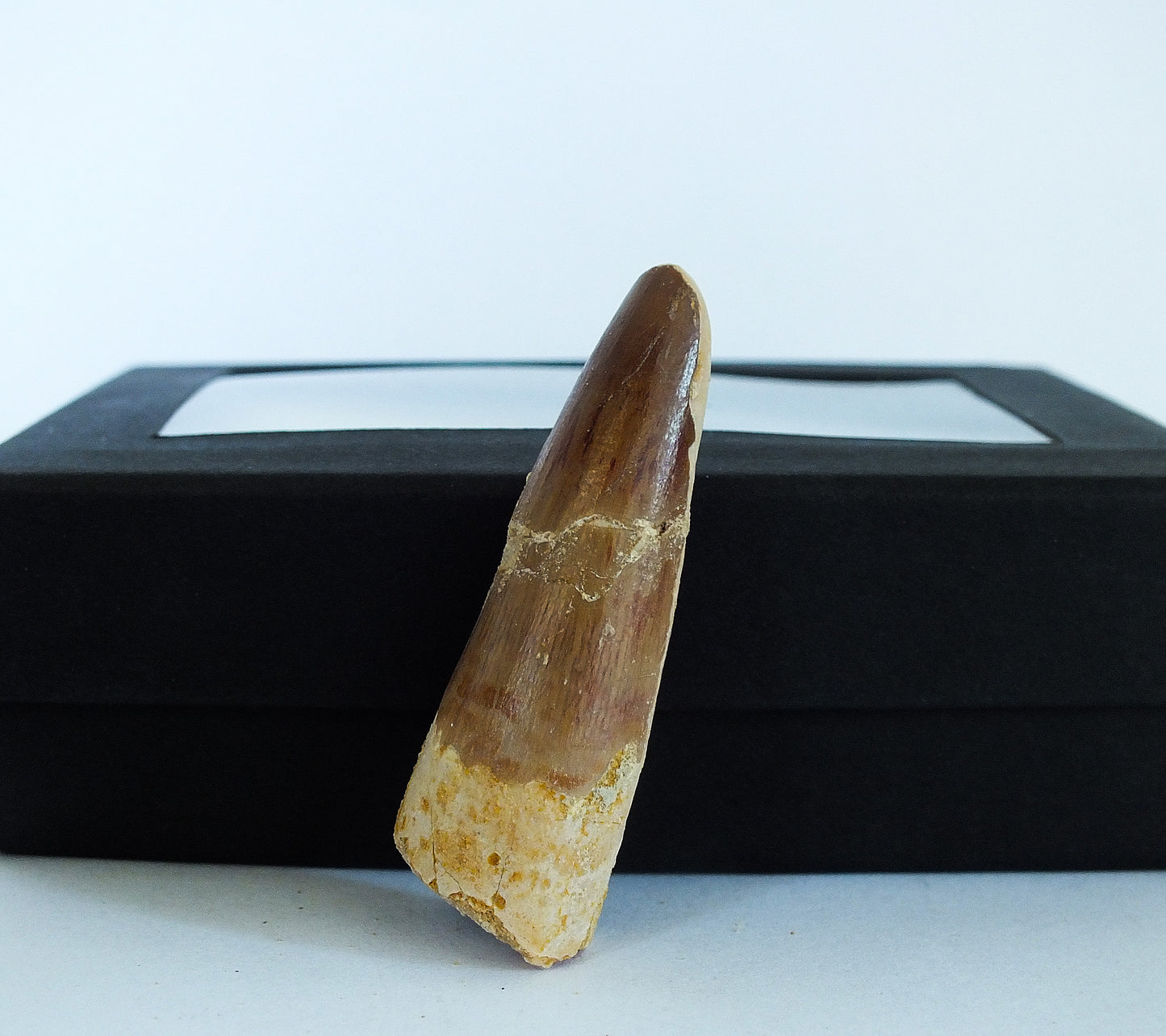 1.9" Spinosaurus Tooth